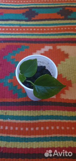 Спатифиллум и антуриум