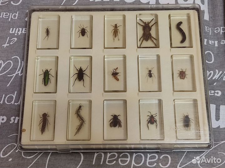 Коллекция насекомых в стекле