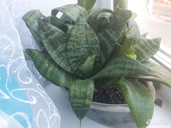 Комнатные цветы