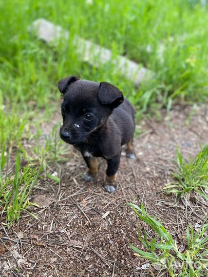 Собаки бесплатно