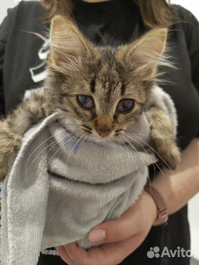 Кошка котенок в дар 1,5 мес привезу бесплатно