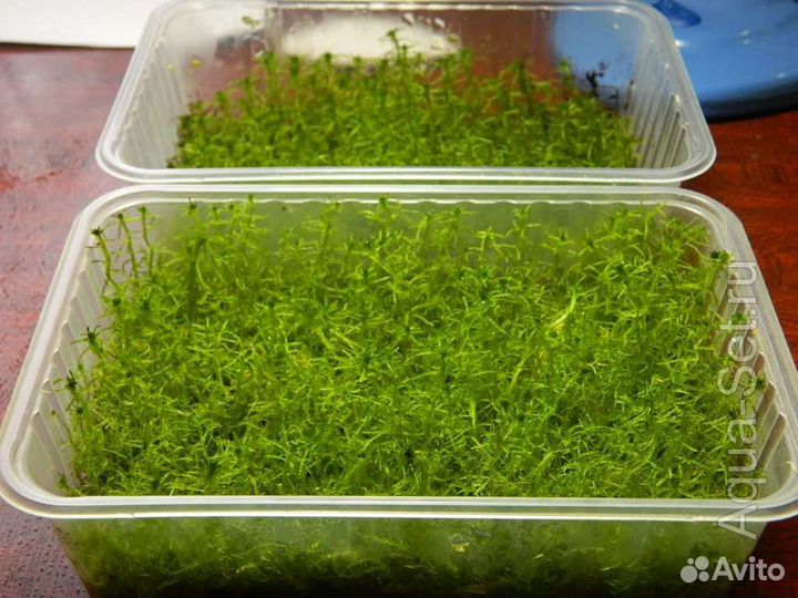 Мох сфагнум