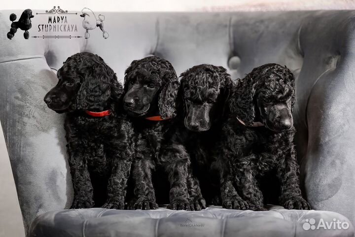 Королевский пудель. Щенки