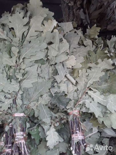 Дубовый Веник,береза,липа