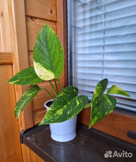 Сциндапсус Марбл Квин крупнолистовой