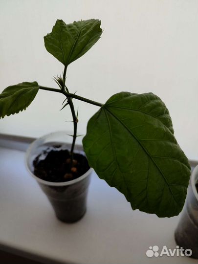 Гибискус китайская роза