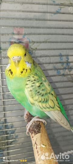 Волнистый попугай Чех