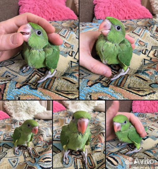 Разведение попугаев с нуля