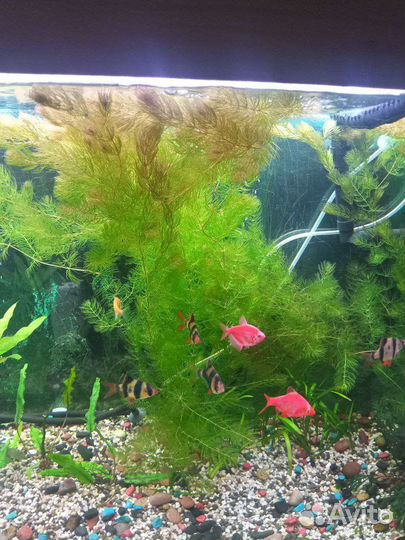 Роголистник