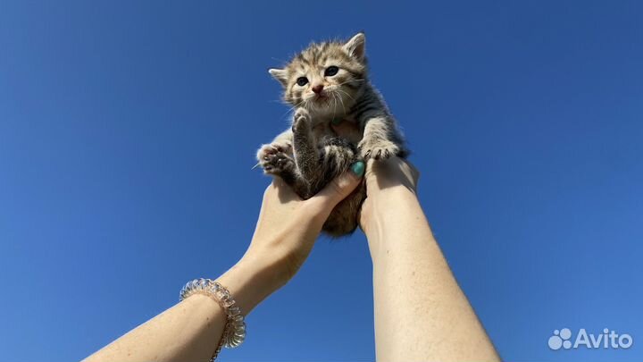 Комочки счастья (Котята)