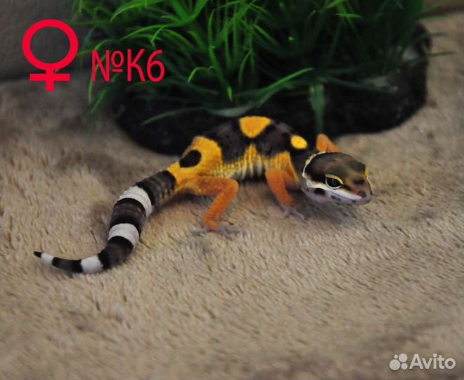 Эублефары от заводчика