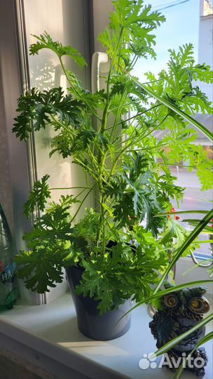 Душистая герань