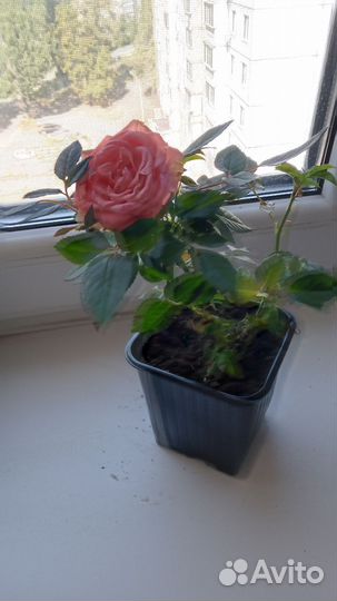 Комнатная Роза