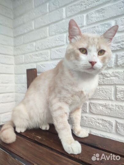 Брутальный кот ищет хозяина