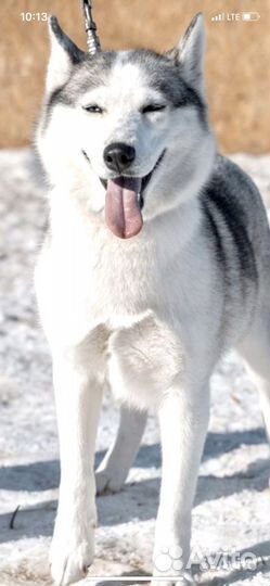 Сибирский хаски