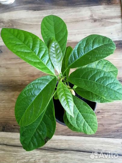 Бонсай из авокадо