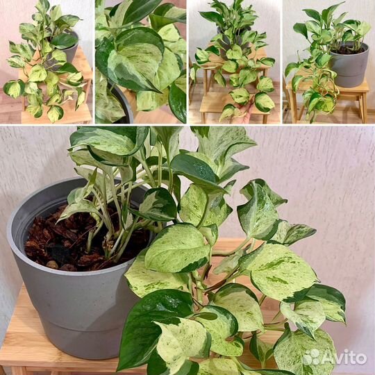 Хеппи Лиф Manjula Марбл apple фил IKEA