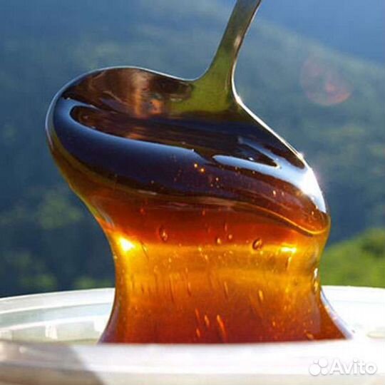 Мед таежный