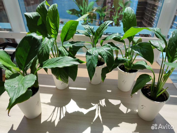 Спатифиллум Свит Лауретта