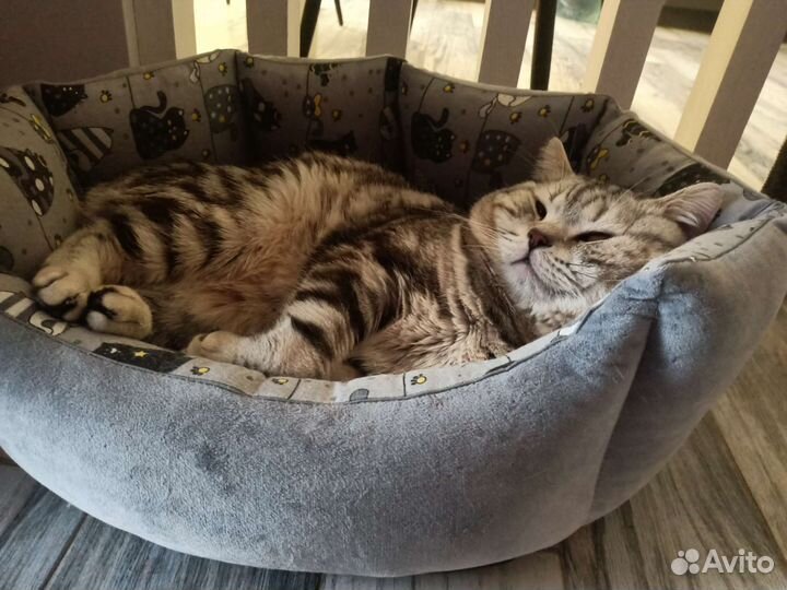Британский кот вязка
