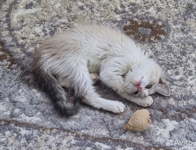 Котенок-девочка Мыша в хорошие руки