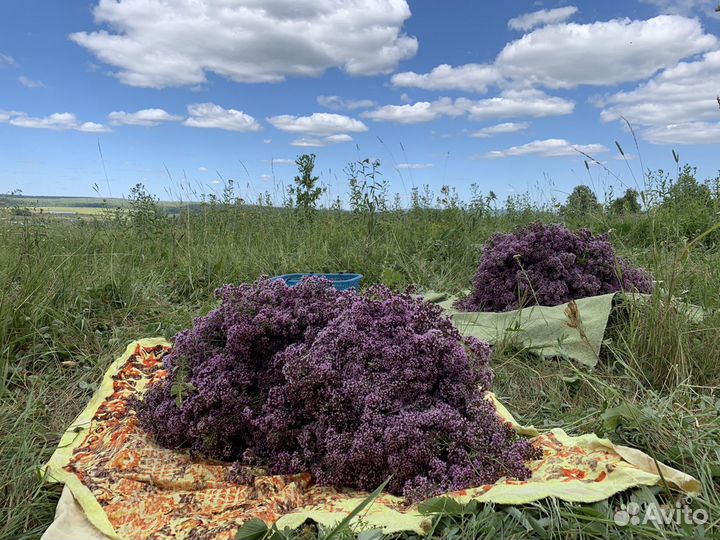 Душица, матрешка, зверобой, чабрец, шалфей, мята