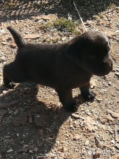 Щенки лабрадора