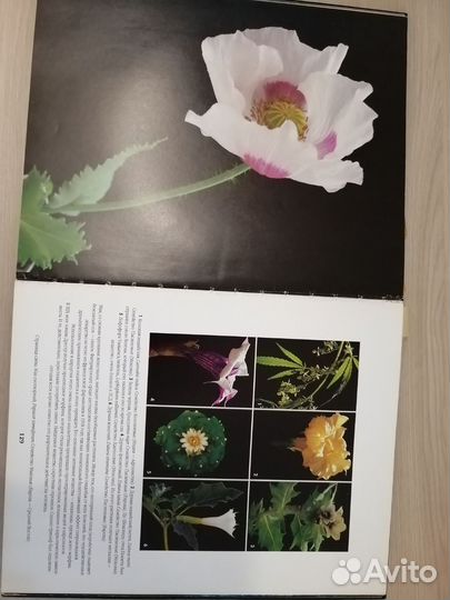 Мишель Виар 