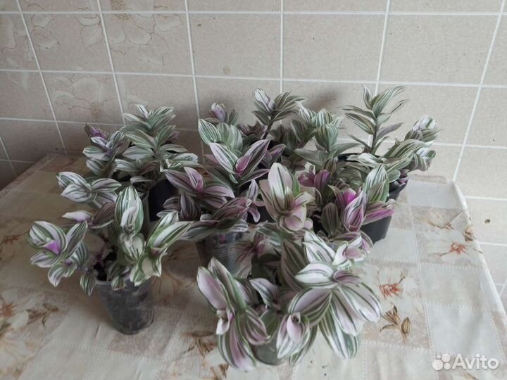 Традесканция