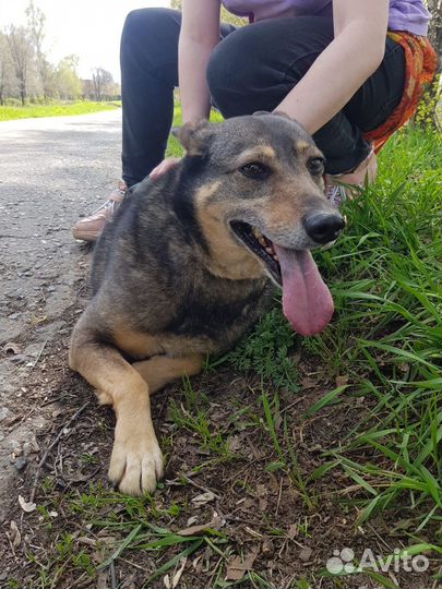 Приезжайте в приют для прогулок с Лялей