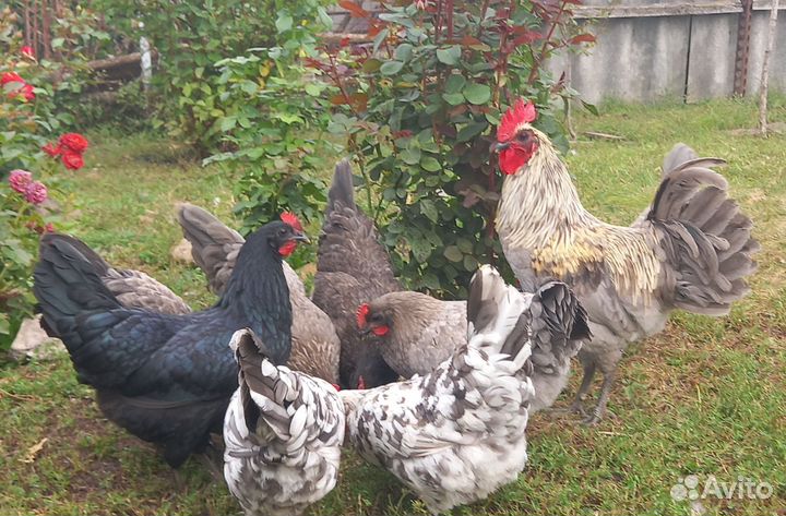 Сильверудд. Инкубационное яйцо