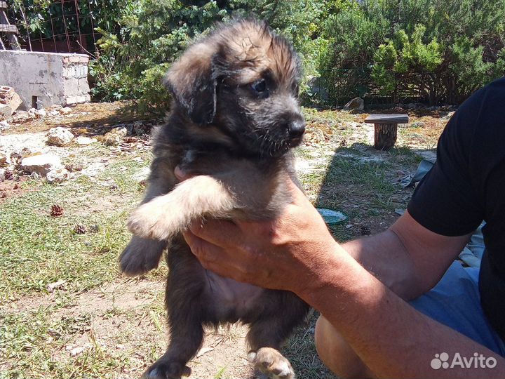 Отдам в добрые щенков русской пегой гончей