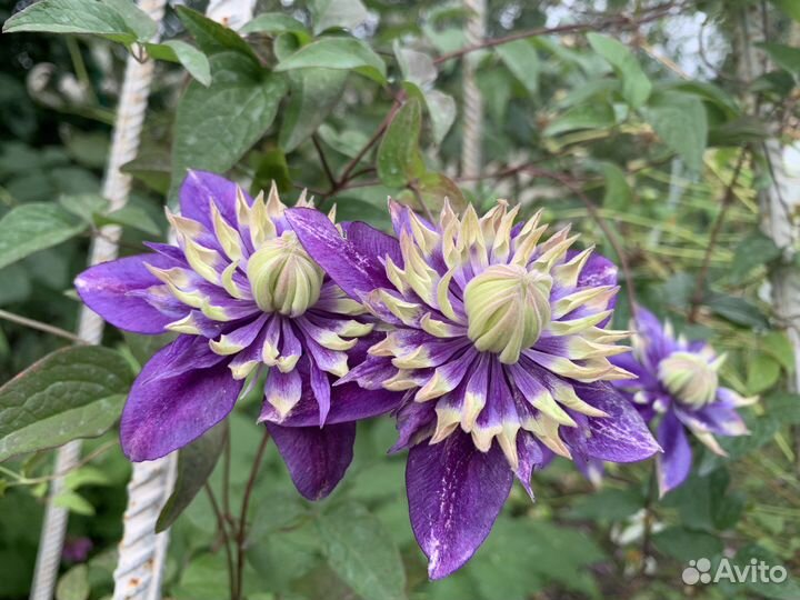 Клематис тайга