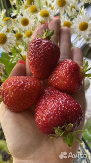 Рассада клубники