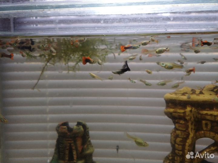 Рыбки гуппи