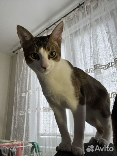 Кот абиссинец