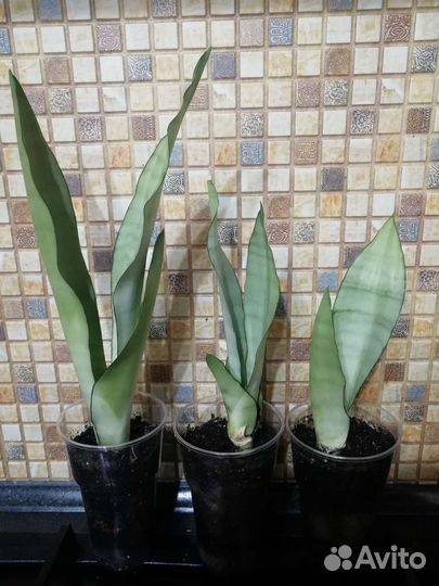 Сансевиерия Муншайн