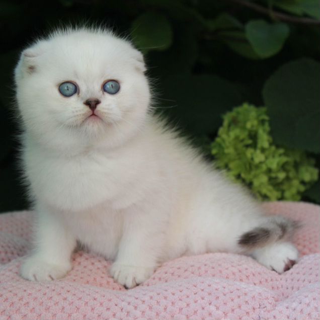Шотландский вислоухий короткошёрстный котёнок