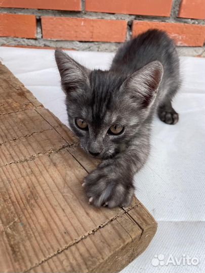 Кошка в дар