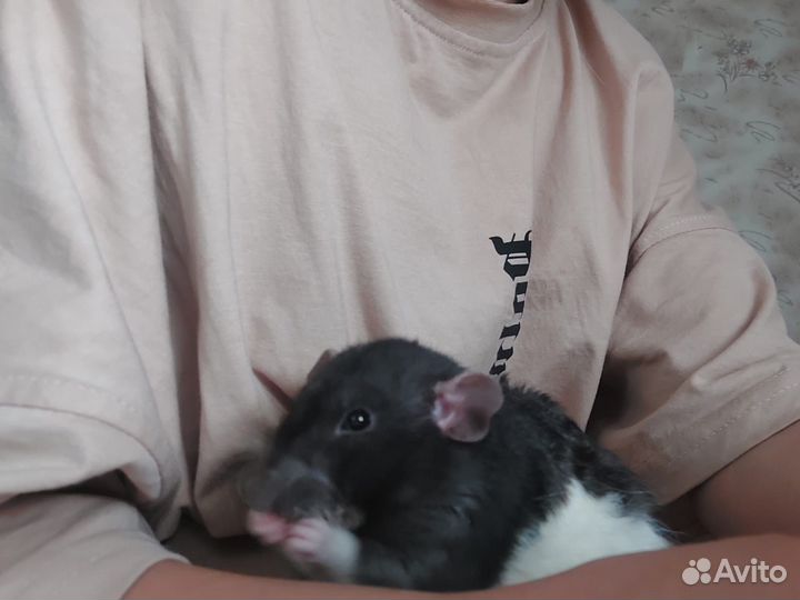 Декоративные крыски