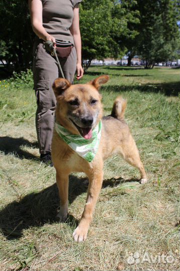 Небольшой песик пропадает в приюте