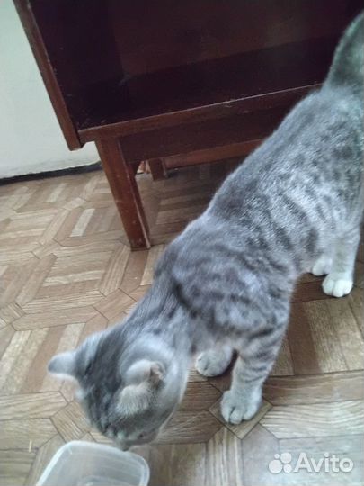 Котенок вислоухий