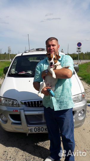 Вязка джек Рассел терьер