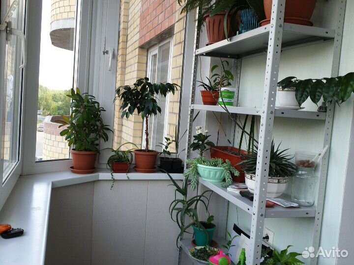 Растения для дома