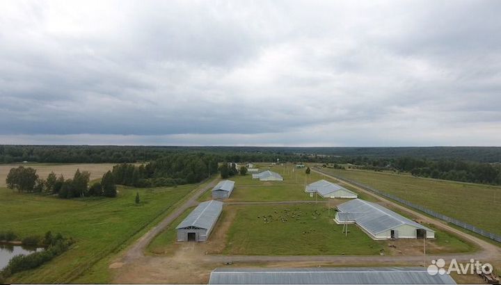 Готовый бизнес по выращиванию овец