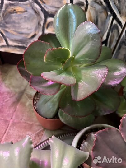 Набор огромных эхеверий