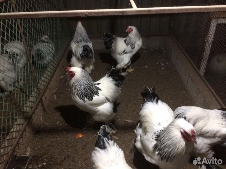 Домашняя птица