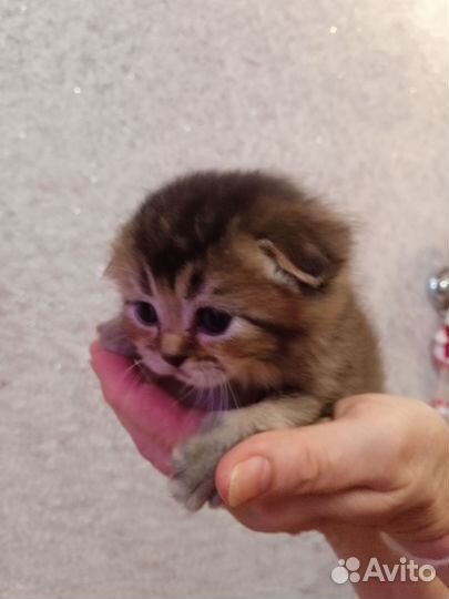 Шотландская золотая шиншилла котята