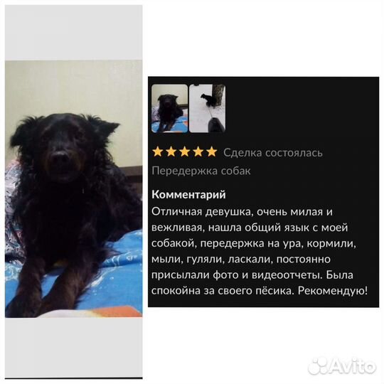 Передержка собак