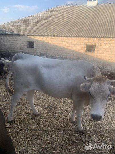 Телки на мясо